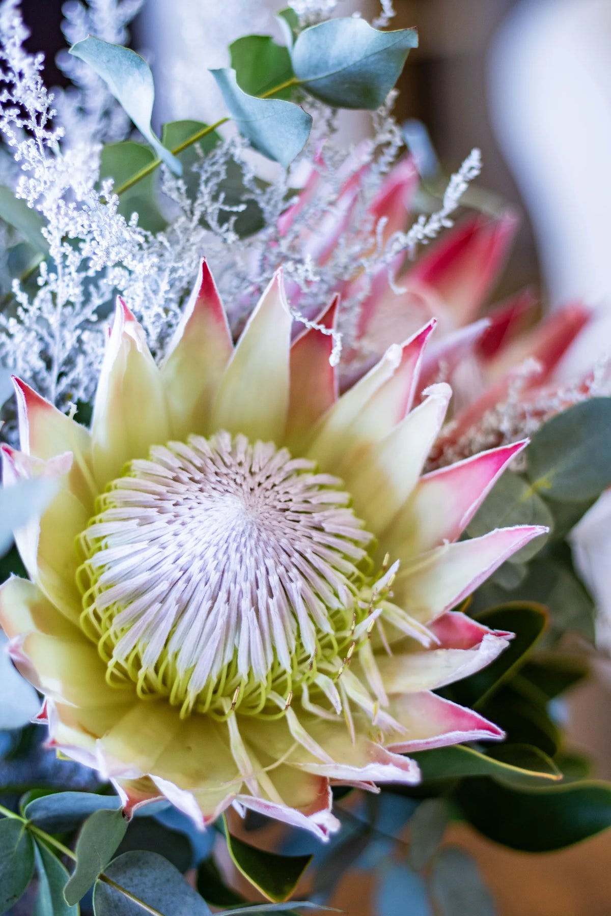 A king protea arrangement on the dining table