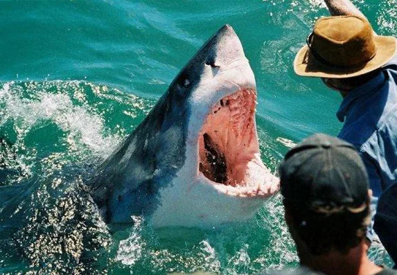 A white shark alongside a cage-diving boat off Gansbaai