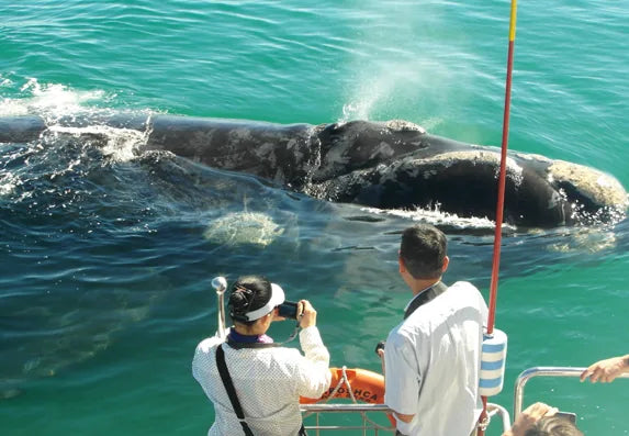 A Southern Right whale beside a whale-watching boat off Gansbaai
