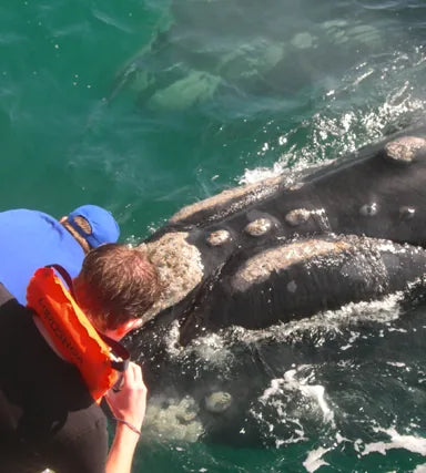 A Southern Right whale close alongside in Walker Bay